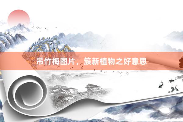 吊竹梅图片，簇新植物之好意思